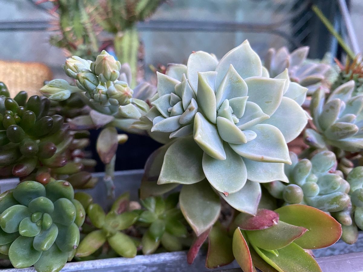 多肉植物の花芽