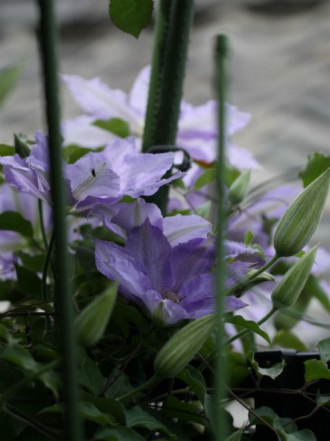 今日は雨☔