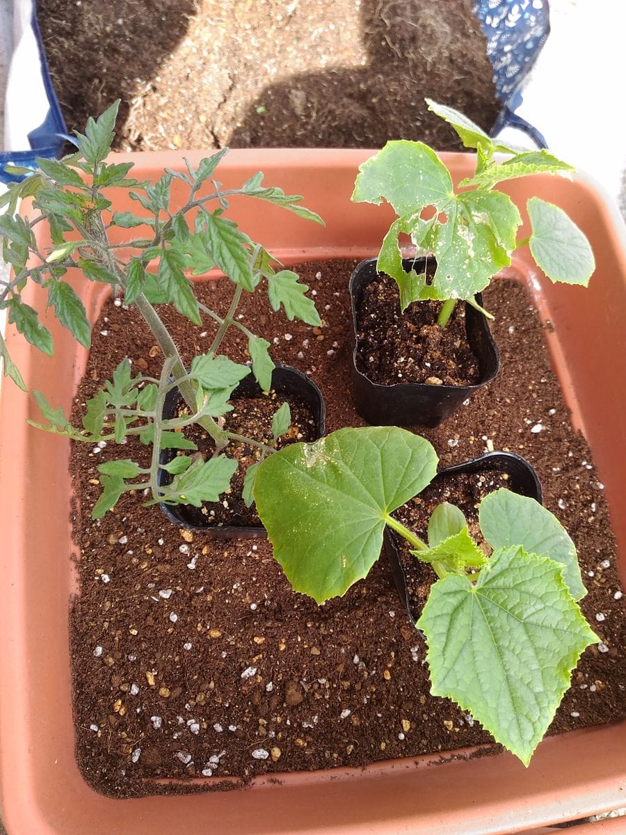 初めての夏野菜🍅