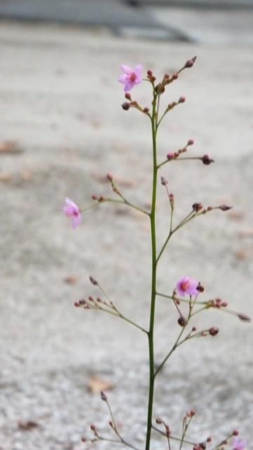 この花なんでしょう？