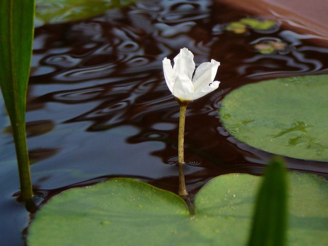 私が手折ってきた蕾達