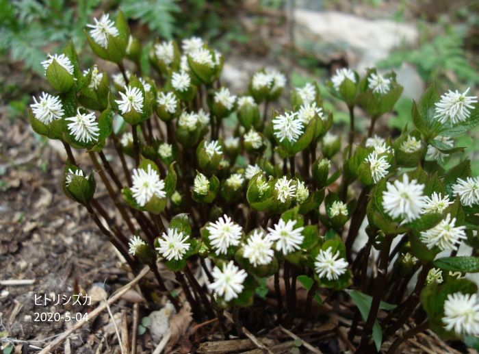 Natural Garden 私の庭  5/05