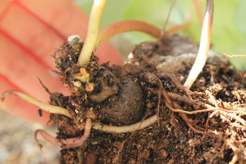 シクラメン大植え替え