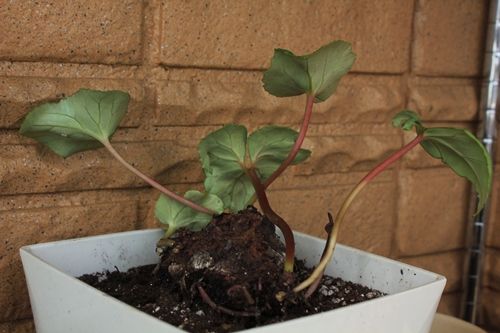 シクラメン大植え替え