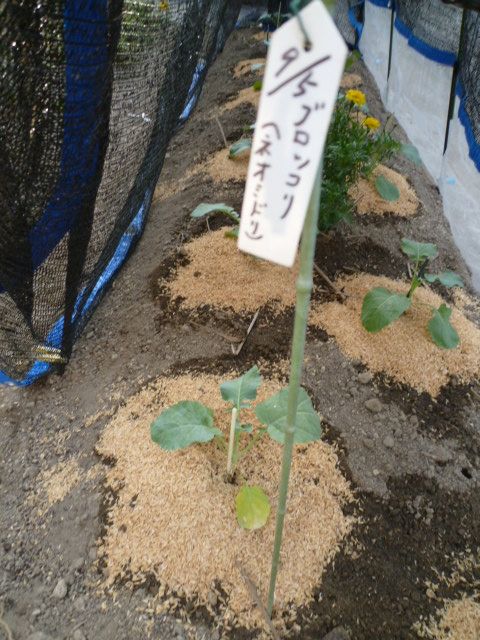 秋冬野菜定植。