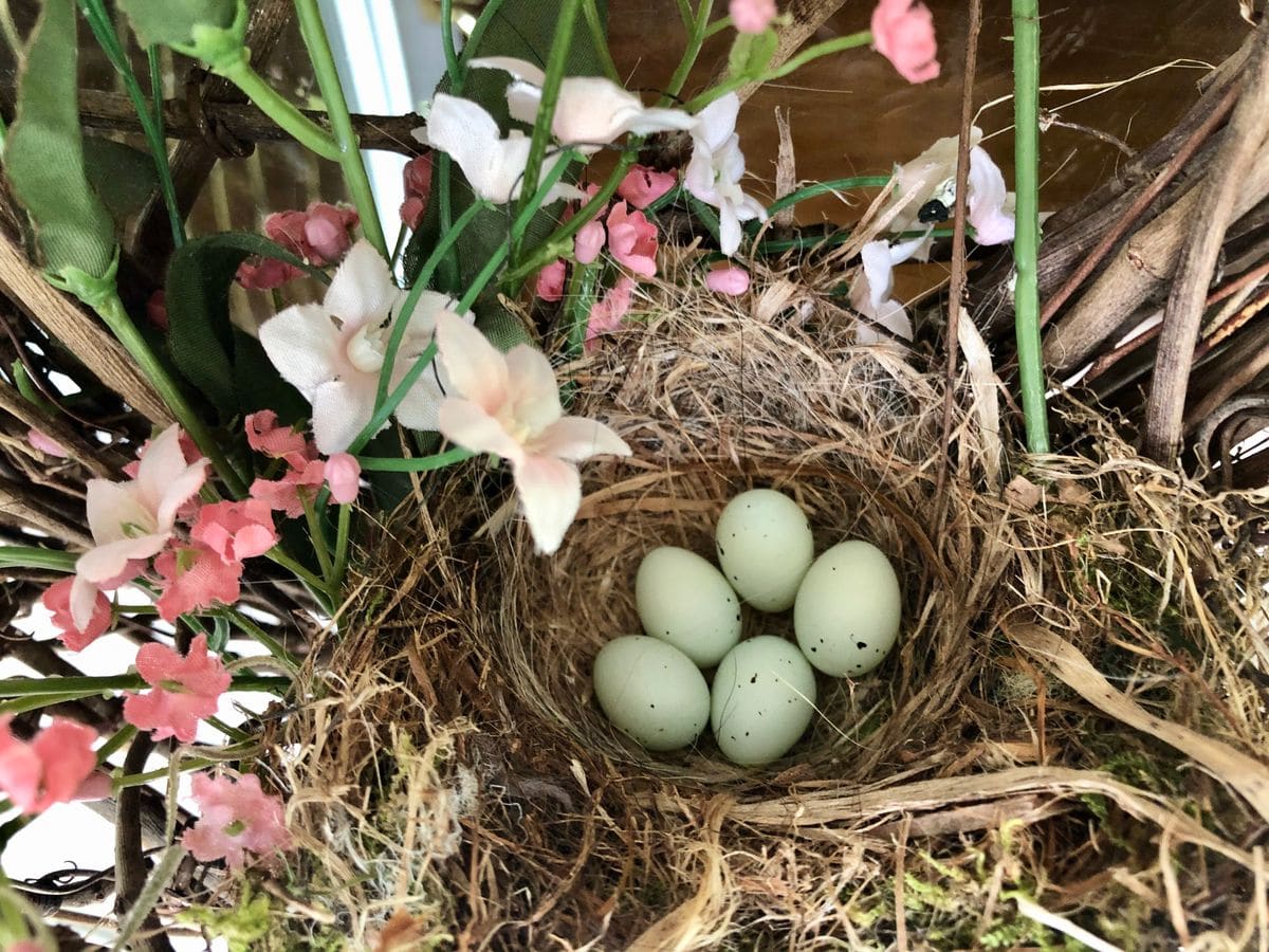 庭の狐と鳥の卵