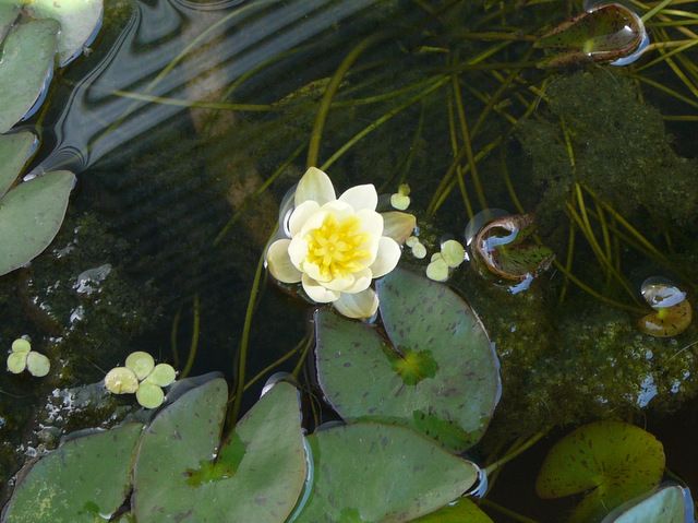 クロサンドラ 黄花