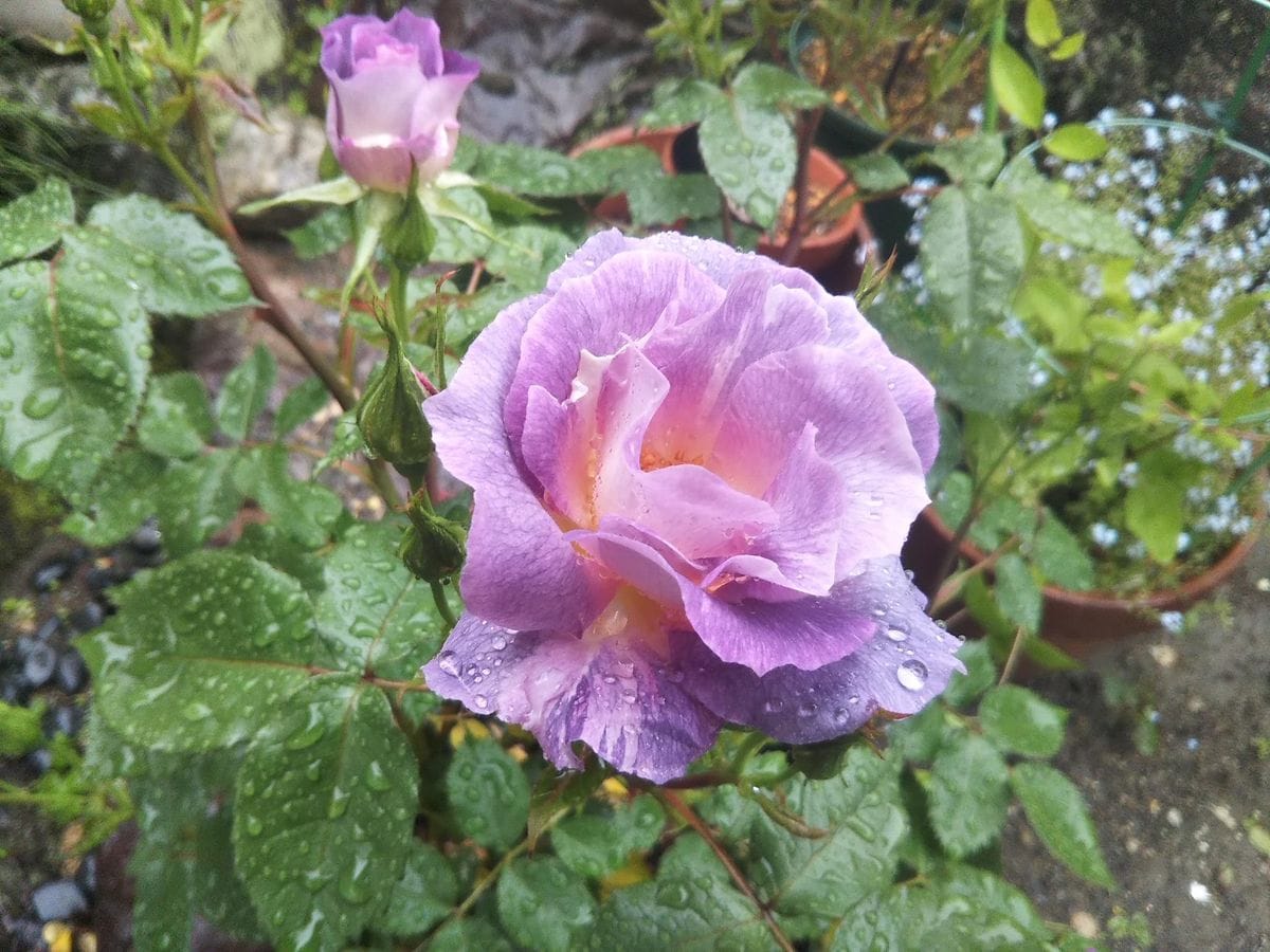 雨だけど　バラが咲いてきました！