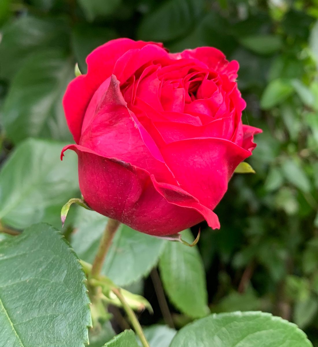 今日の薔薇