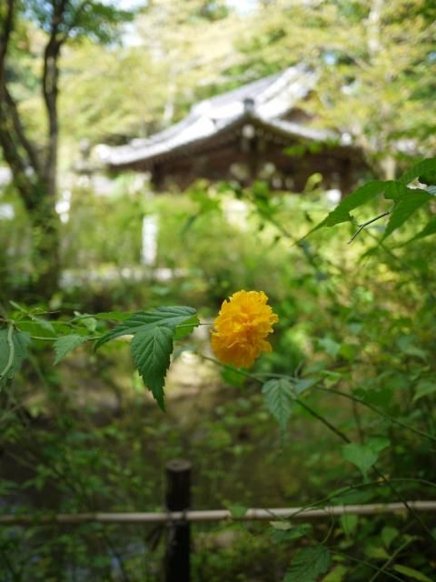 山吹の花