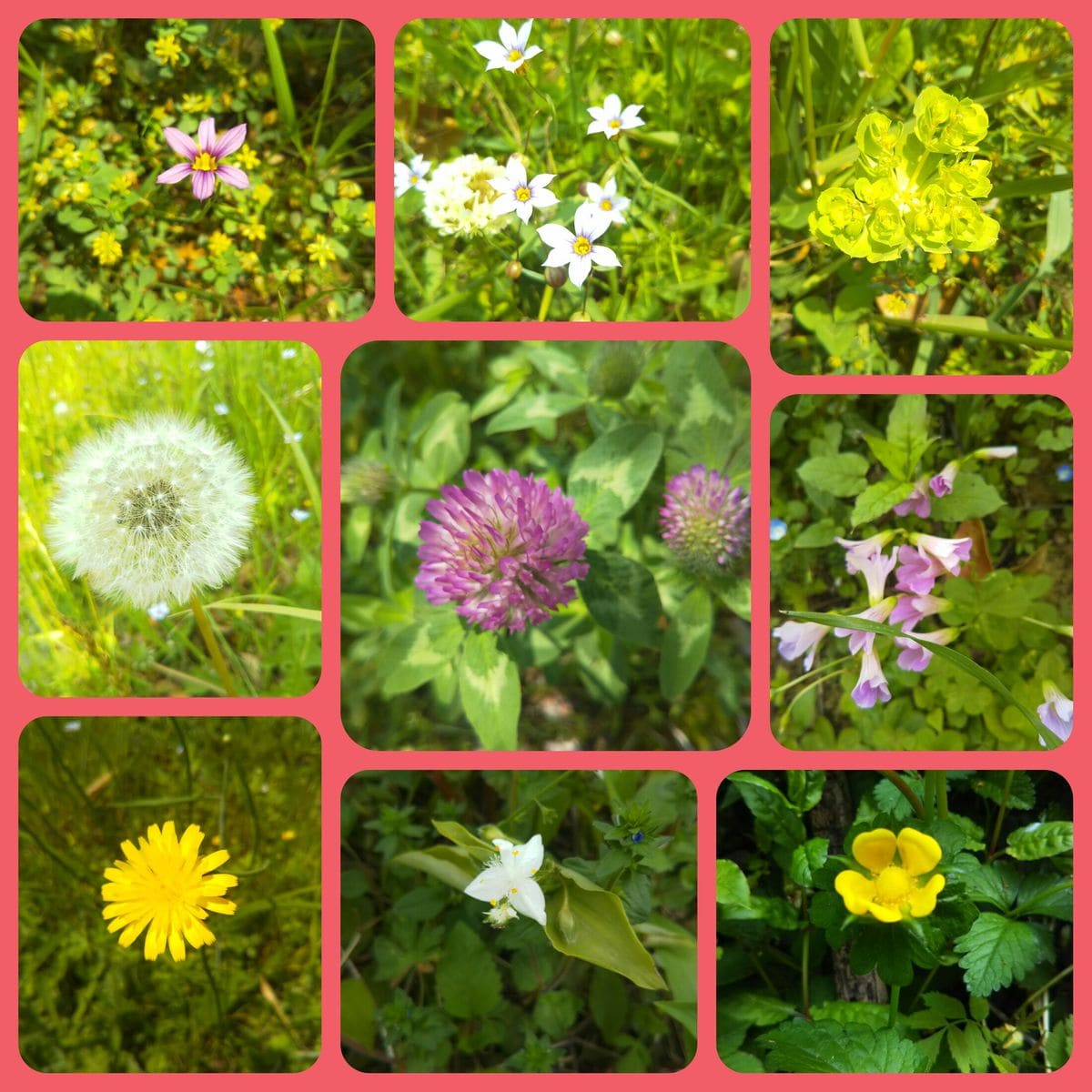 野の花🌼公園の花