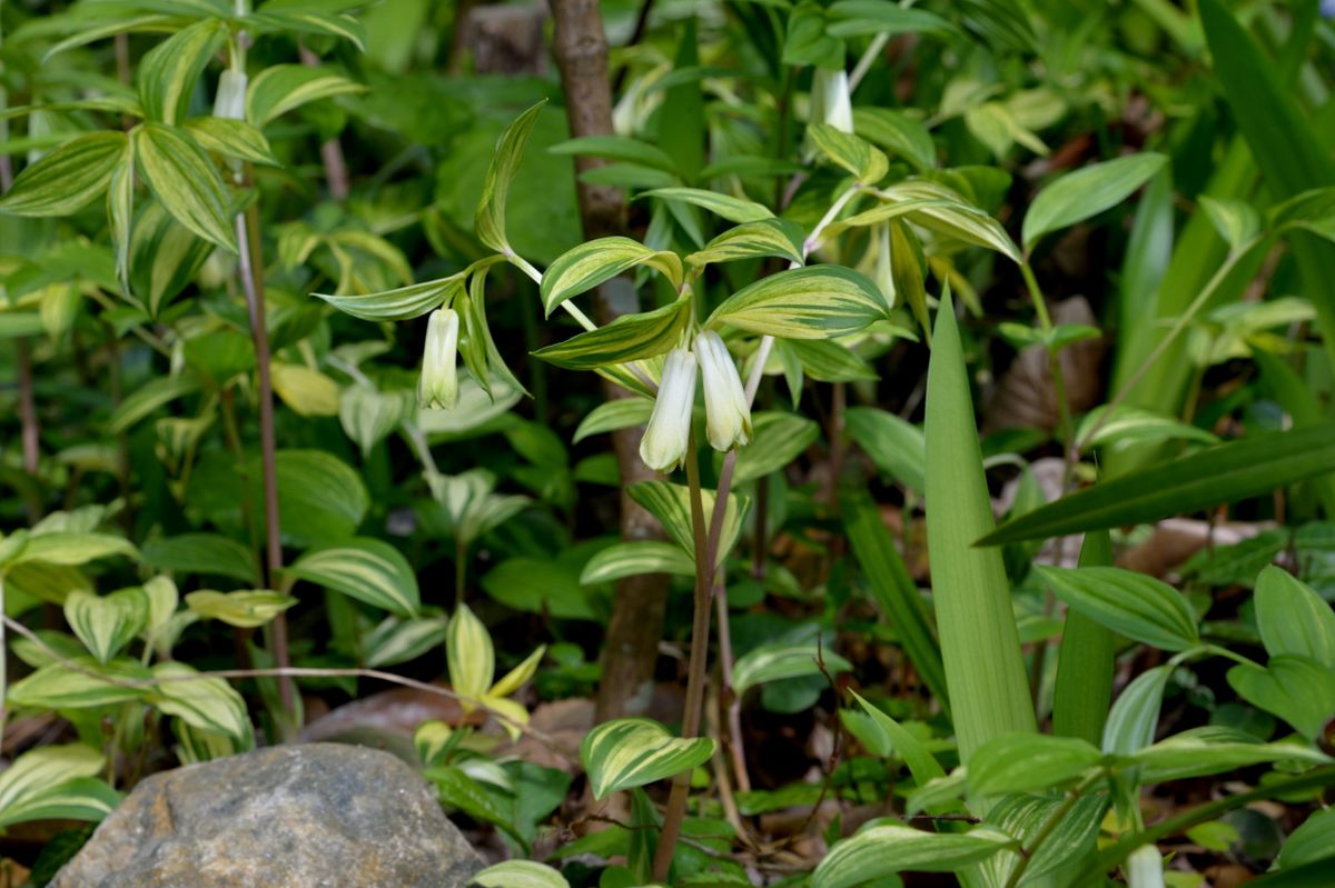 山野草です