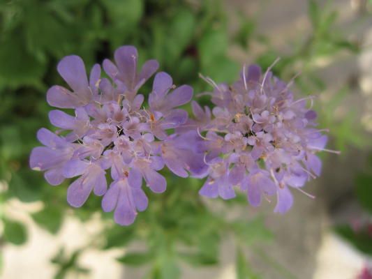 涼しげな花