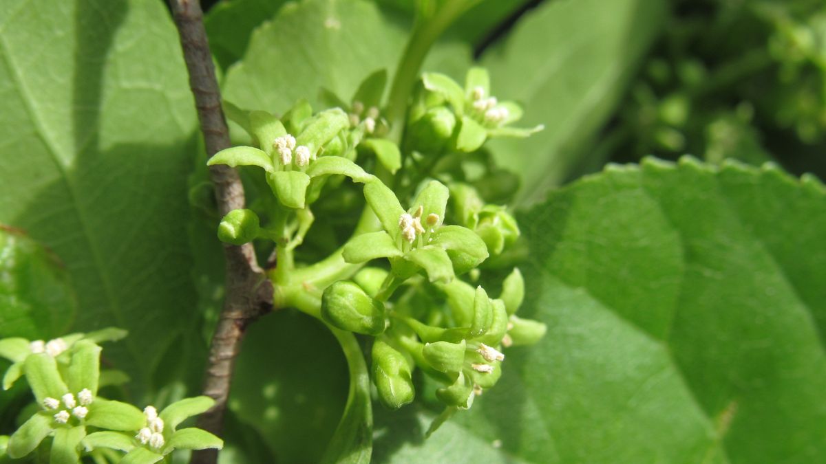 ツルウメモドキの雄花発見＼😃／