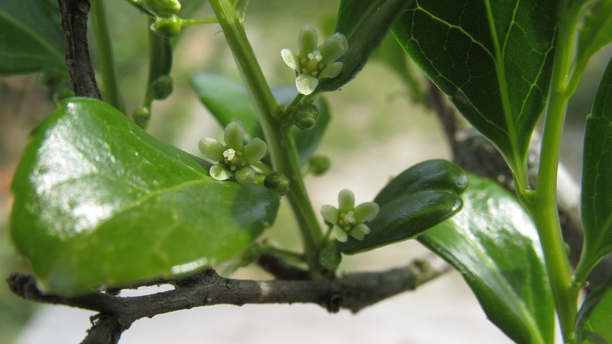 ツルウメモドキの雄花発見＼😃／