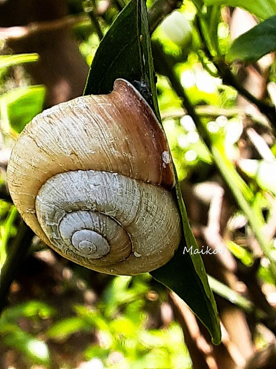 蜜柑の木