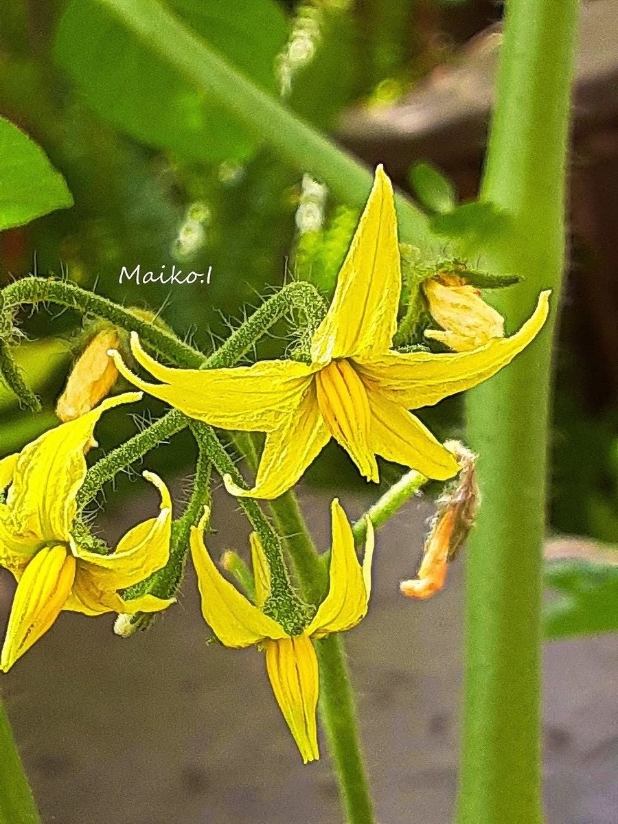 ミニトマト　プランター菜園