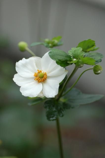 秋明菊　紅白