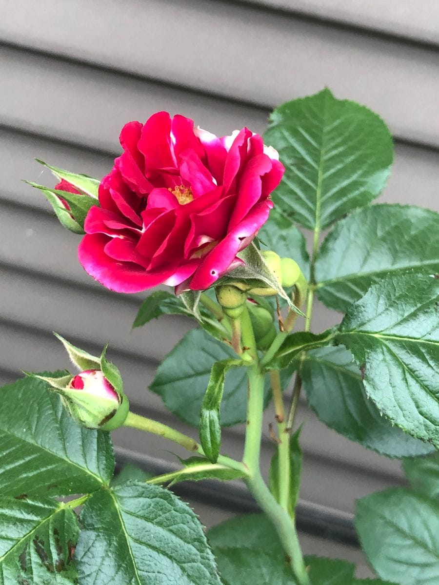 赤い薔薇も咲きました🌹　　コロナ応援。