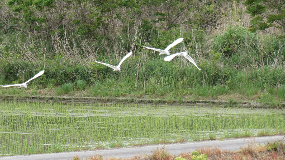 飛び立つダイサギ