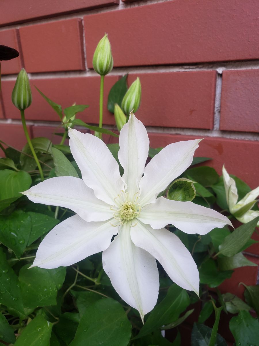 クレマチス　北浜　花園　華川