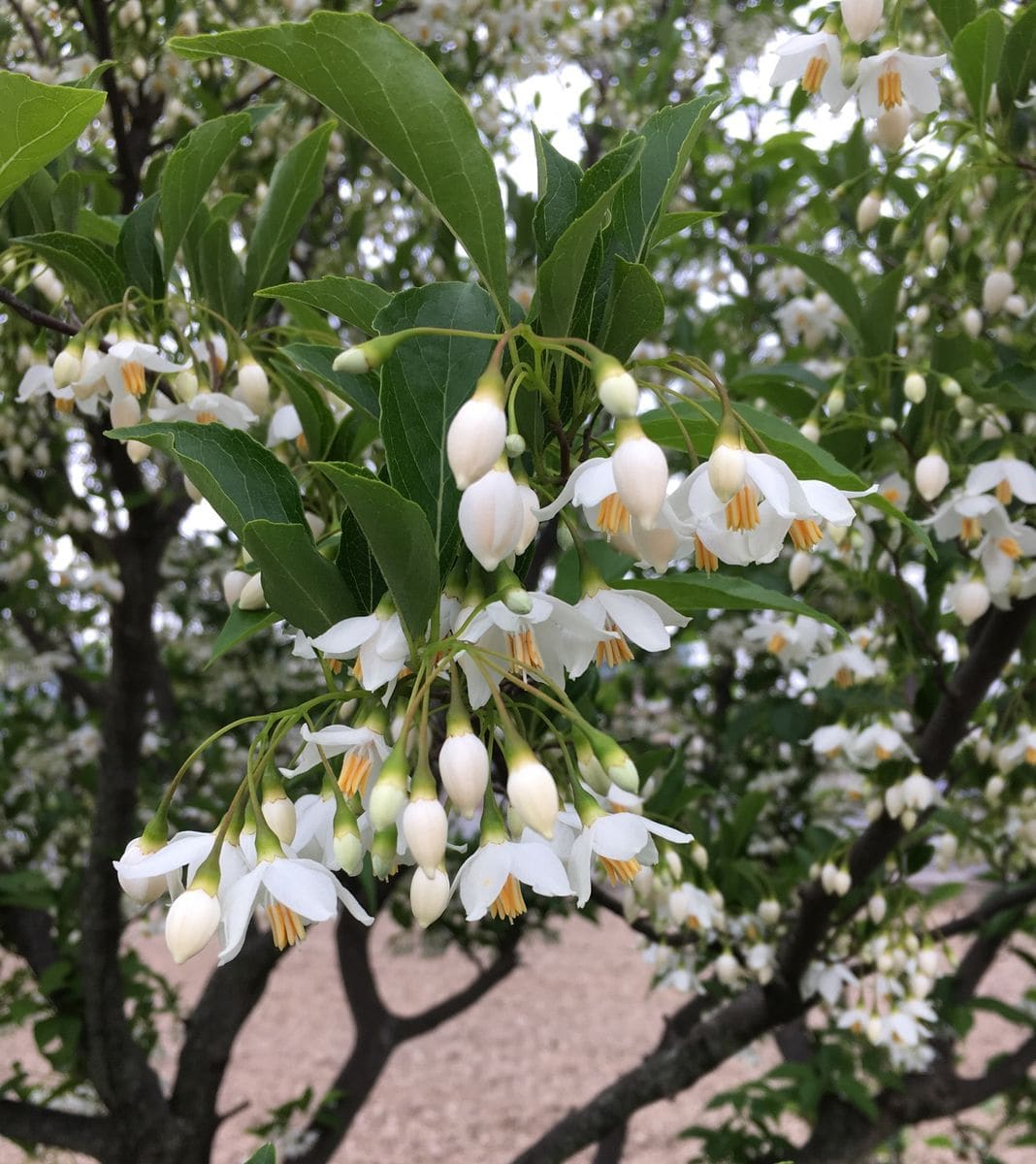 何が得なのか　①（③は虫）