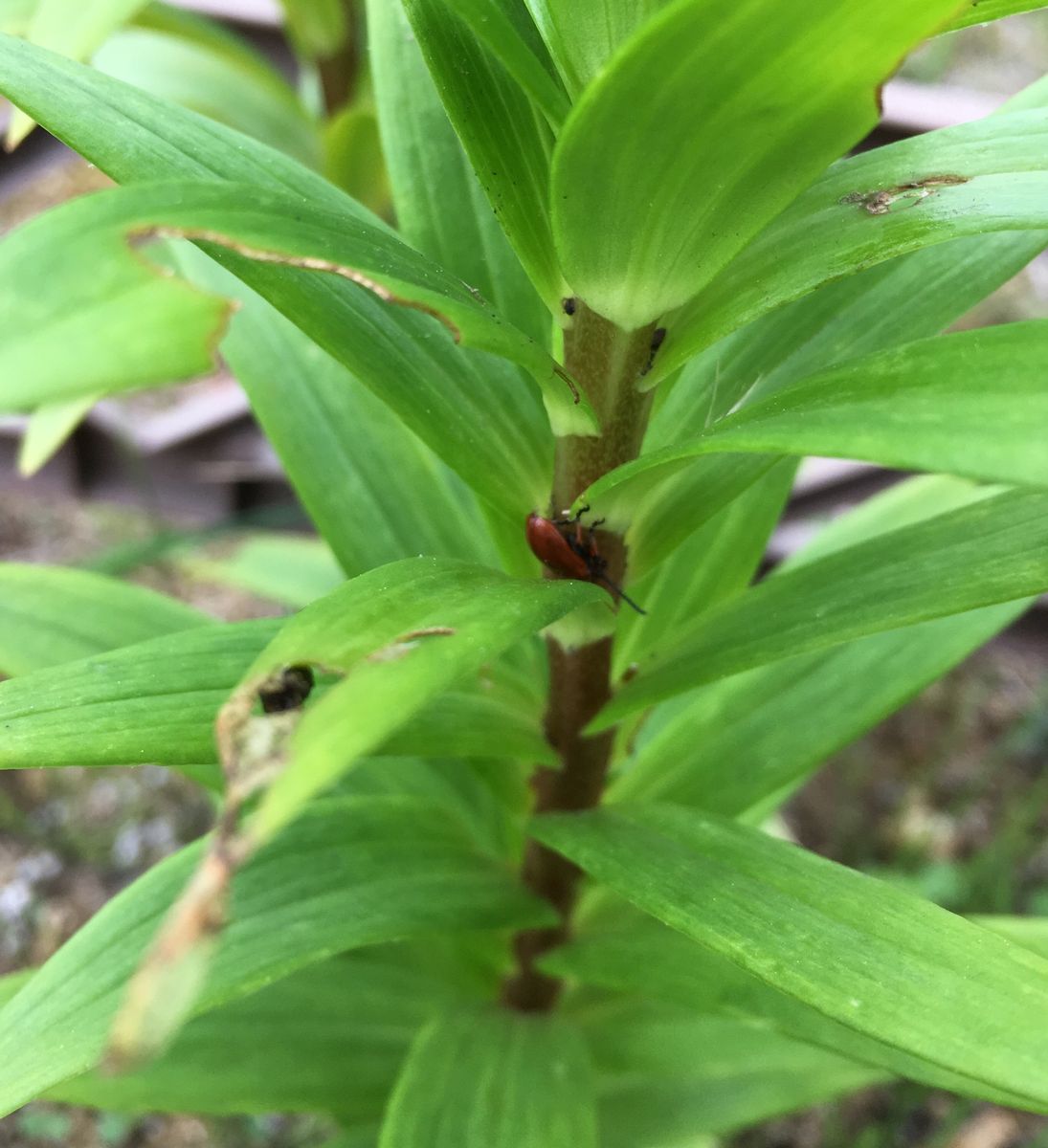 何が得なのか　①（③は虫）