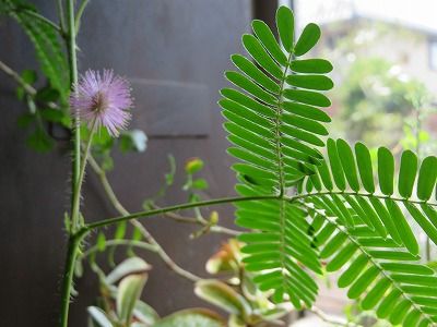 オジギソウ開花・・２回の冬を越えて・・・