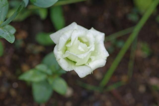 雨で花が痛んでいます