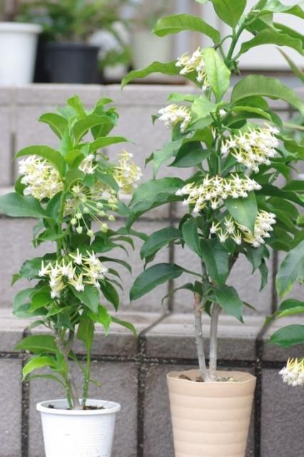 雨で花が痛んでいます