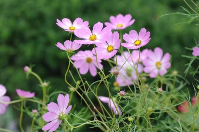 ピンクの花