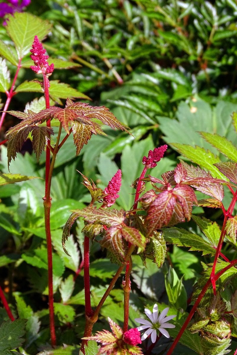 野の草を生ける