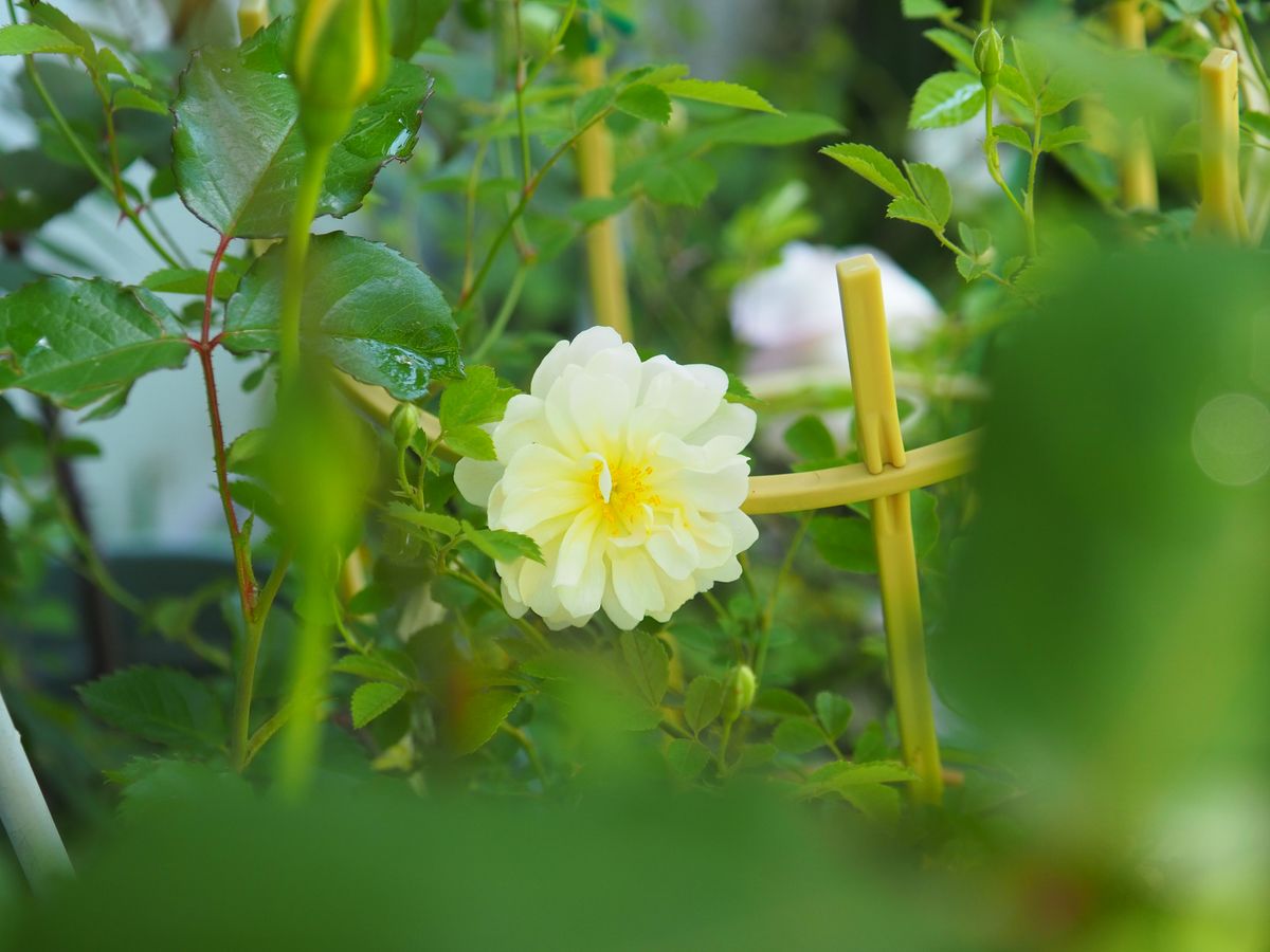 周回遅れの実生バラの初花