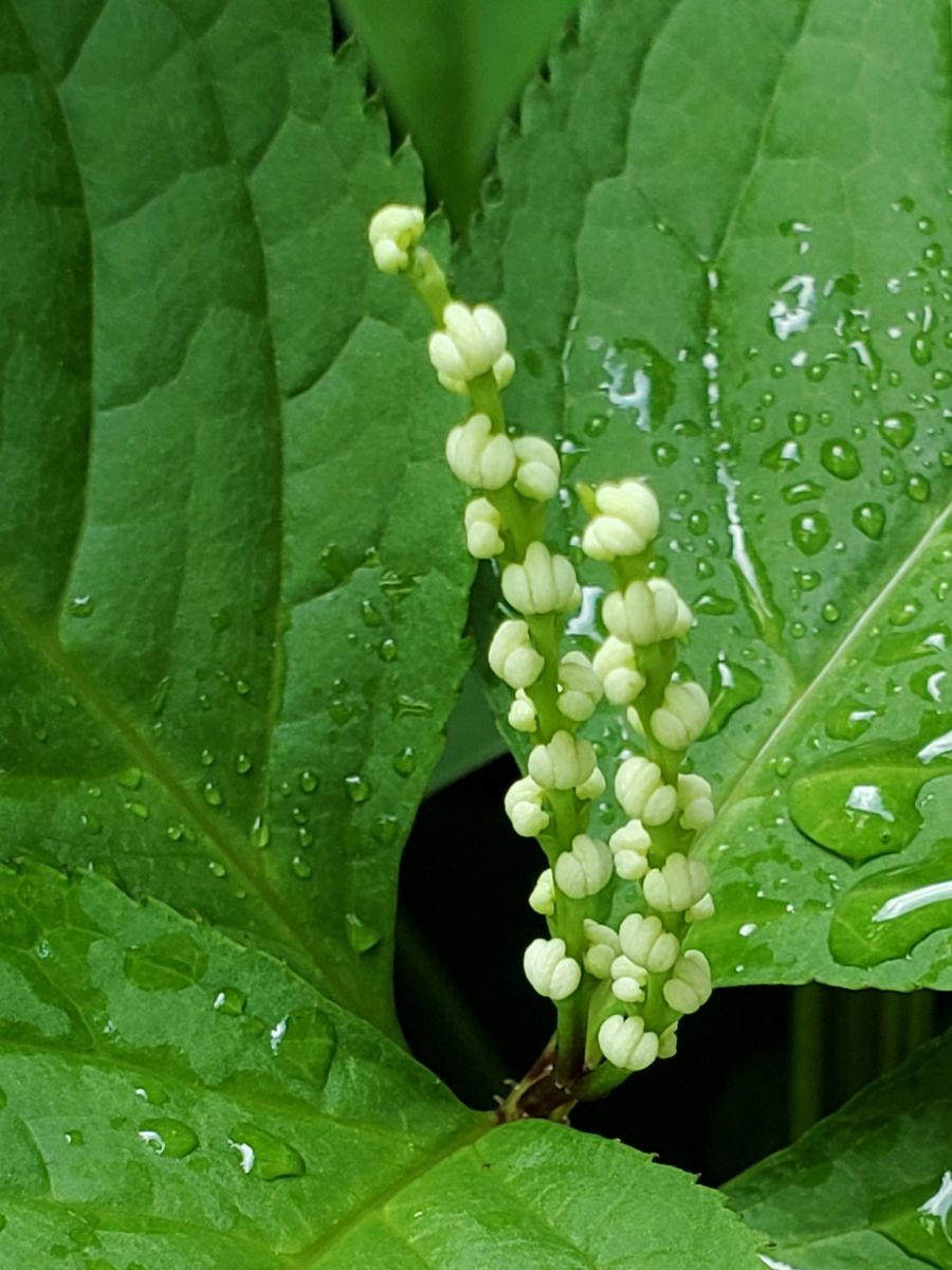 永遠の白い約束～(336)～