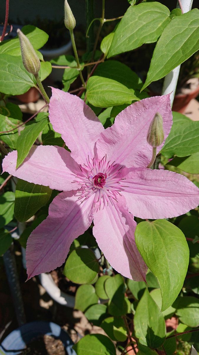 ハグレーハイブリッド開花