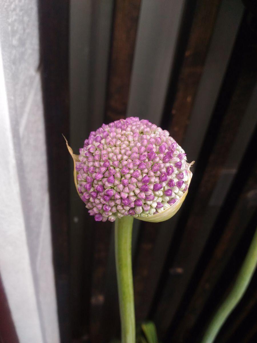 我が家の花🌼芽＆蕾編⑭