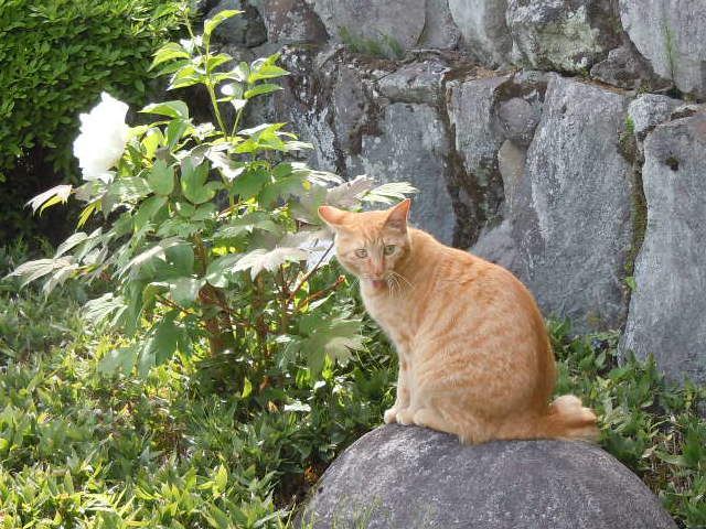 青い芥子・さくらちゃん