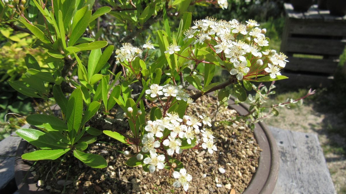 実モノ盆栽の花