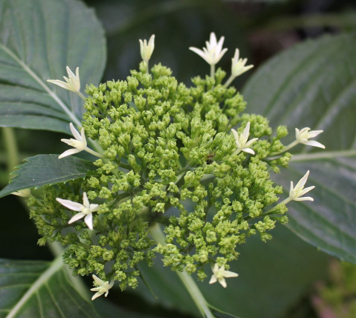 紫陽花の咲くころ