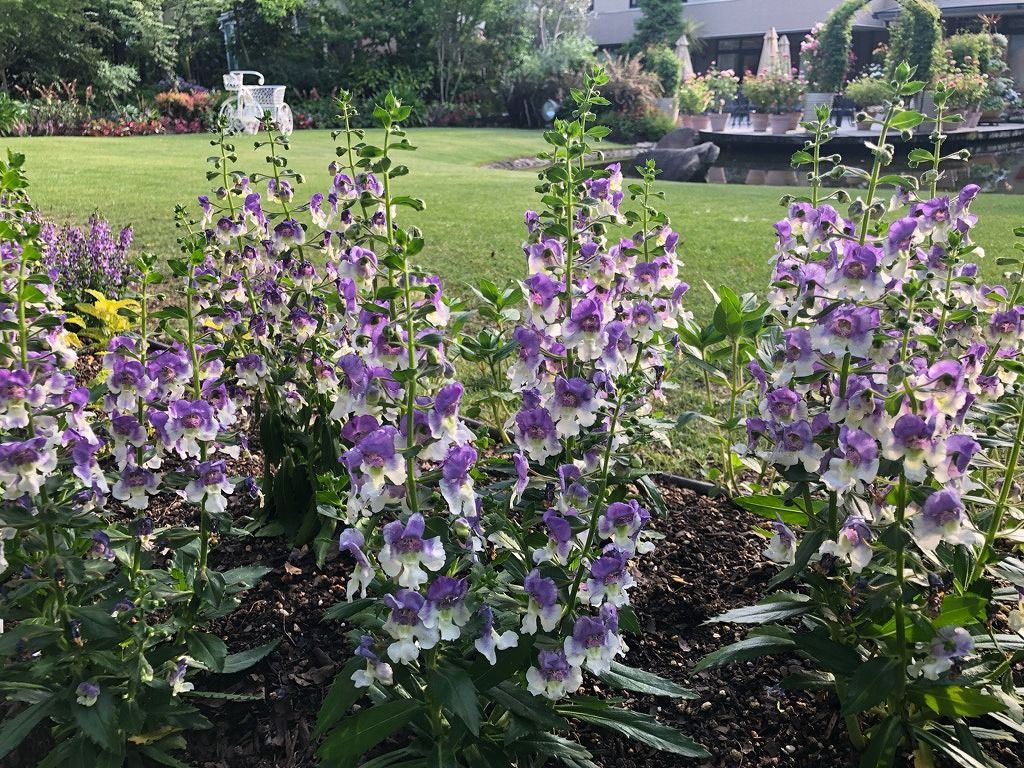 夏花壇に植え替え