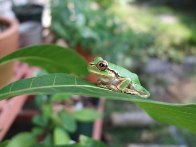 アマガエル