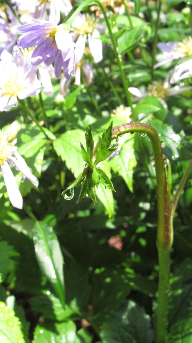 蓮華升麻 (レンゲショウマ)