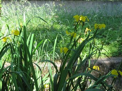 エゴノキの花・ハナショウブ？