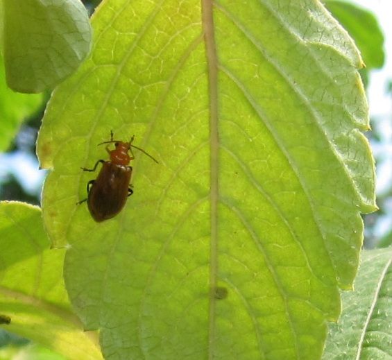 カマキリ、お食事中