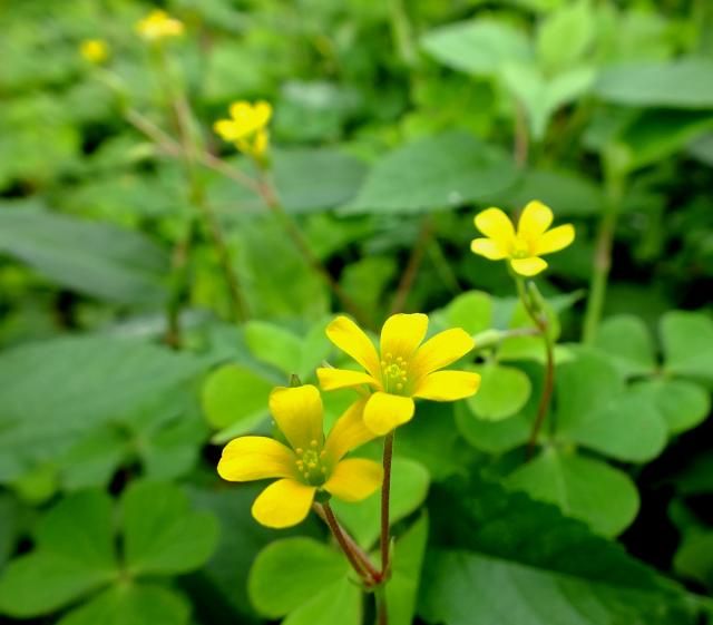 野の花