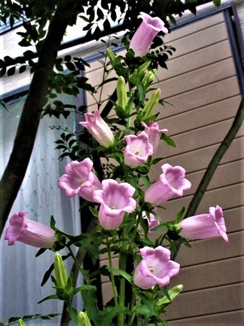 明日から４～５日雨のようなので思いっきり写真を撮りました。