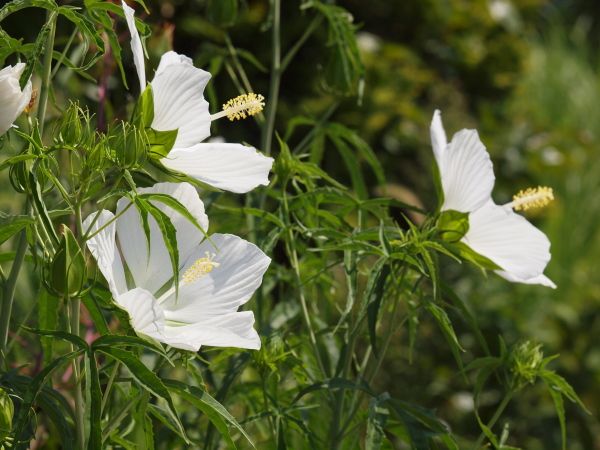 モミジアオイ・白花