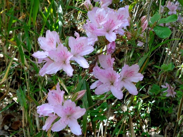 里山の花