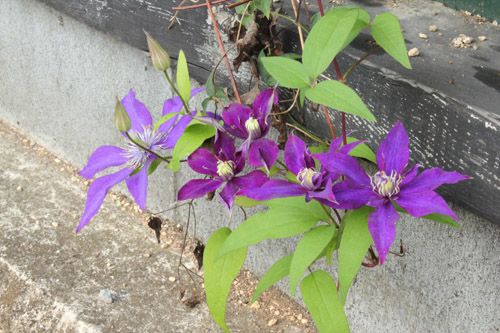 荒地の青い花