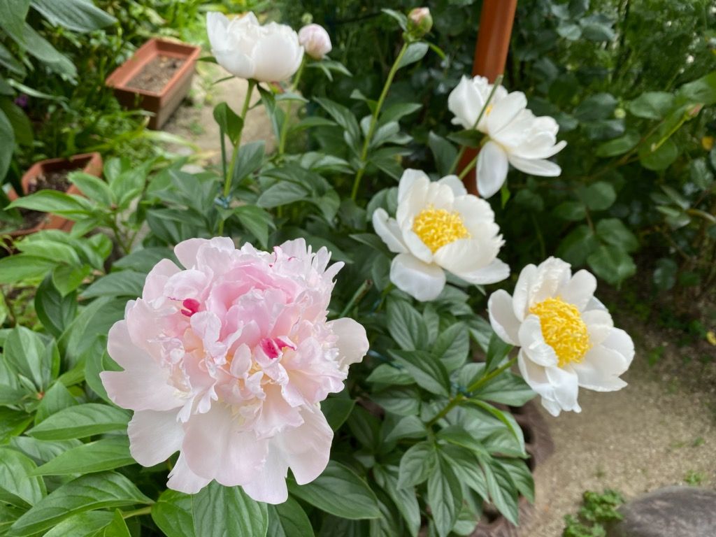 ２年目の芍薬が綺麗に咲きました♪